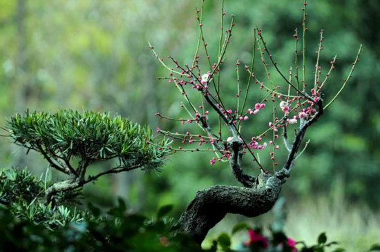 怎样让梅花春节开花，控温控水补光给梅花催花