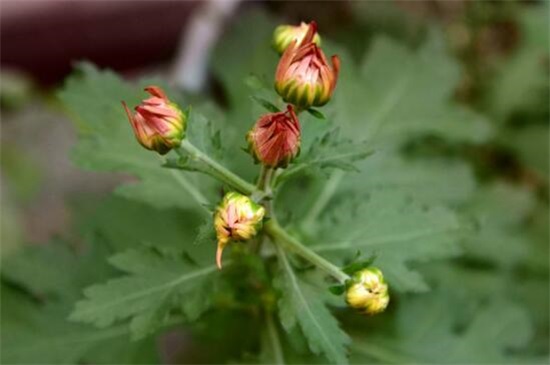 四季菊花花败后怎么办，剪掉花枝后再浇水添肥