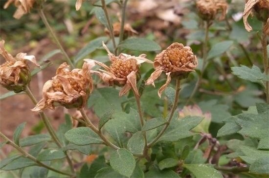 四季菊花花败后怎么办，剪掉花枝后再浇水添肥