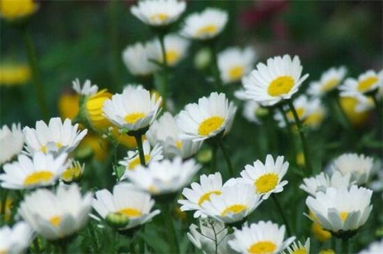 家里养菊花对风水怎么样