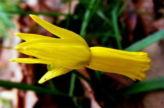 水仙花有哪些种类，盘点15种不同品种的水仙花