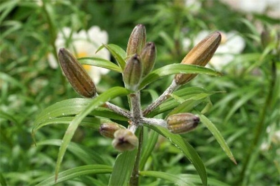 百合花落叶和花蕾枯萎，3个技巧使百合花恢复正常