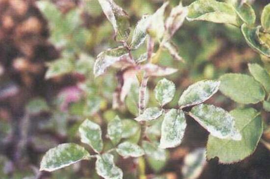 玫瑰花种子发芽过程图，四个步骤种植发芽玫瑰花