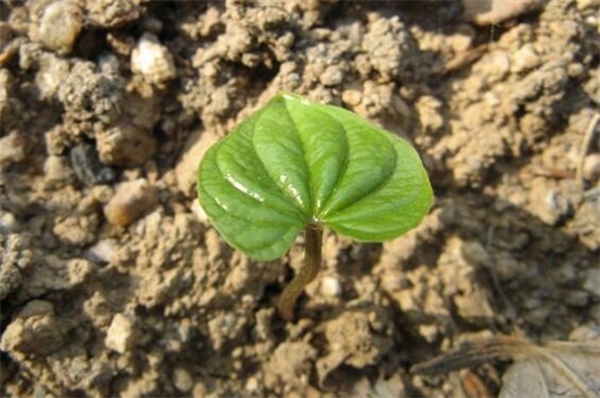 山药豆发芽了还能吃吗，不建议食用容易出现腹泻