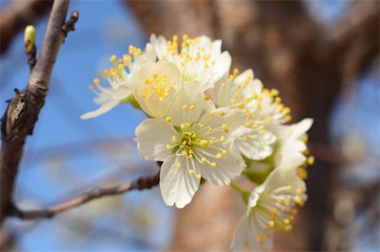 中国国花是什么花