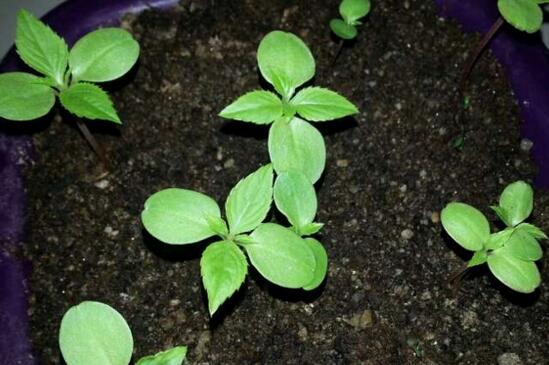 凤仙花种子种植过程，采种/备土/播种/管理缺一不可