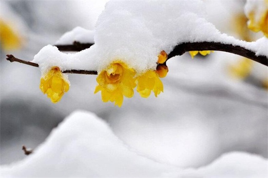 腊梅花什么季节开，一般在冬季(11月至翌年3月)