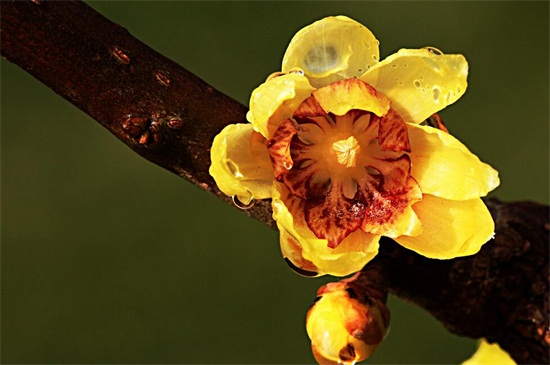 腊梅花什么季节开，一般在冬季(11月至翌年3月)