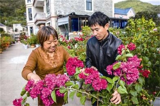 三角梅不开花光长叶子是什么原因，详解五个原因及处理方法