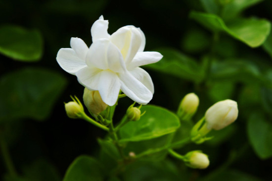 茉莉的花语和故事