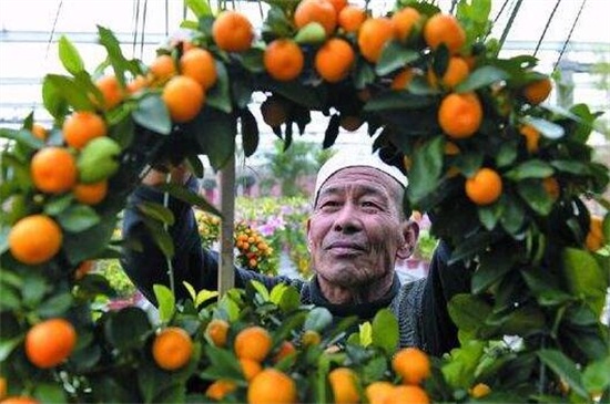 金桔树什么时候开花，六月到十月都有开花