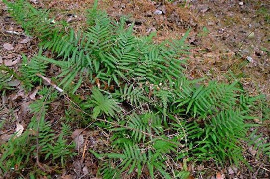 盘点完全不需要阳光的植物，10种生活在黑暗中的植物