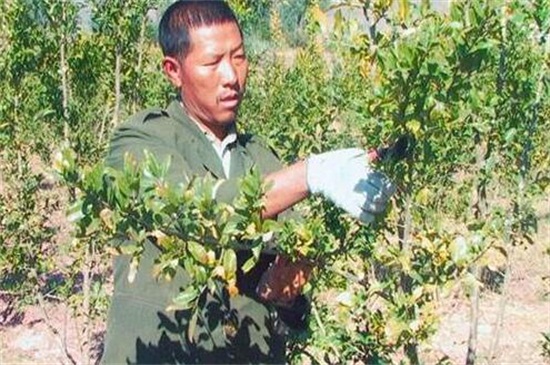 石榴树一到3年修剪视频，定植养型/修剪多余枝条促进生长