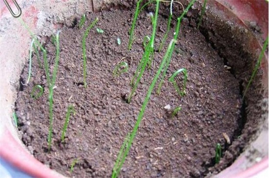 菲菜什么季节种，春季3月下旬～5月中旬最佳