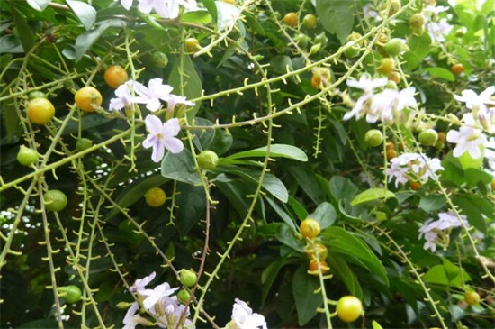 植物的花有什么作用，繁衍后代/补给养料促进植株生长