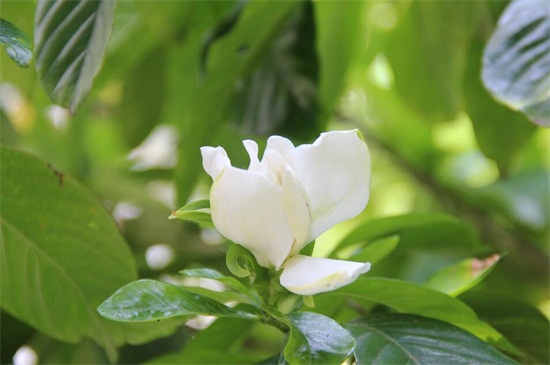 桅子花叶子变黑干枯怎么办