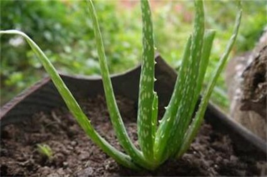 芦荟怎么浇水，分季浇水/夏季多浇冬季少浇