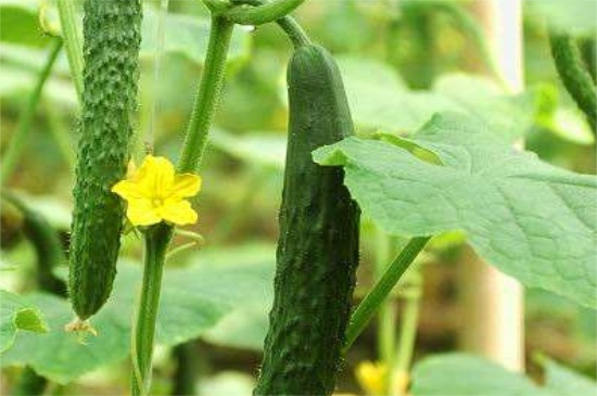 适合室内种植的蔬菜，10种蔬菜室内种植依然茁壮生长