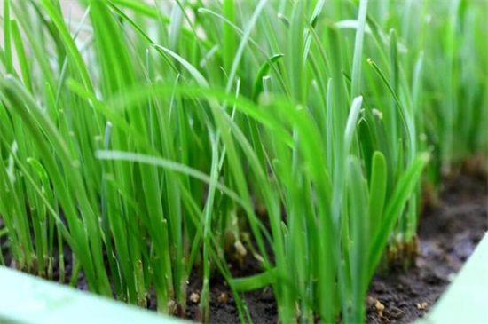 韭菜种植最简单方法