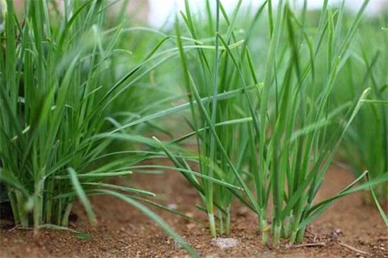 韭菜种植最简单方法