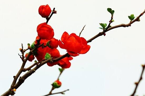 梅花的花语是什么