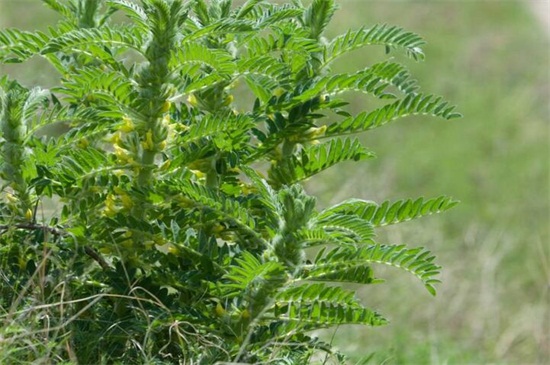 农村适合种植的药材品种