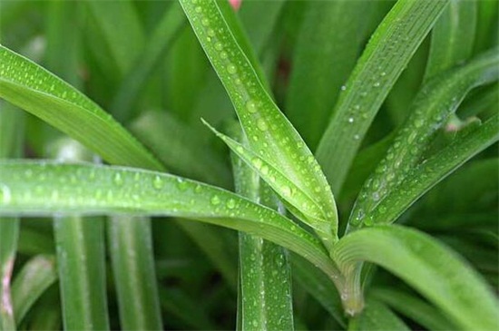 吊兰怎么剪枝种植图解，三个步骤教你种植