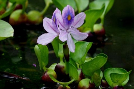 水葫芦种子怎么种植，3个要点轻松种植