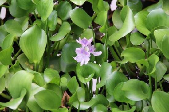 水葫芦种子怎么种植，3个要点轻松种植