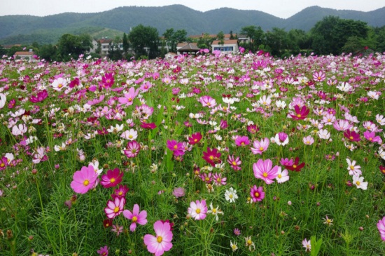 俗称死不了好养活的花，盘点10大易养活的花