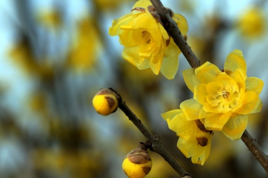 腊梅花什么时候开，主要在11～3月开花