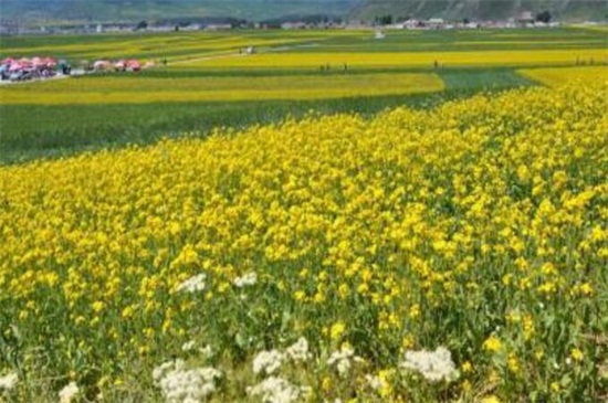 门源油菜花什么时候开