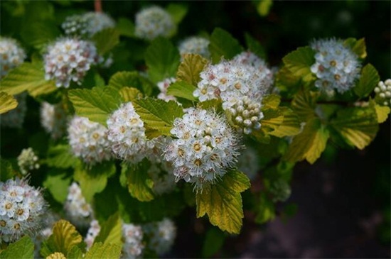 石楠花为什么叫最污花，因其花香特殊