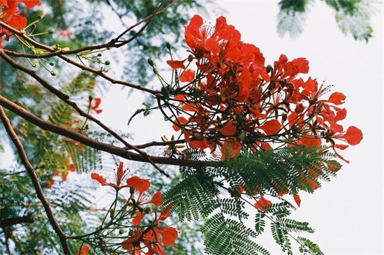 凤凰花的花语