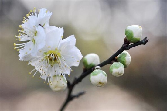 梅花开在什么季节