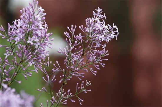 丁香花的花语