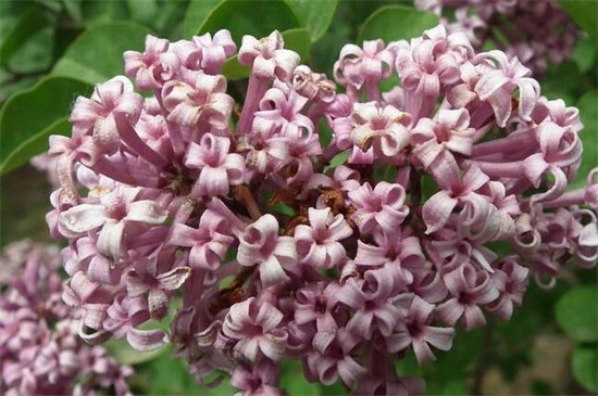 丁香花有什么品种，盘点10种最美丁香花品种