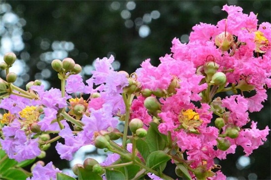 紫薇树藤栽院子里好吗，可增加风水带来好运