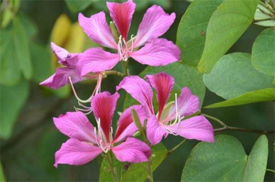 香港的市花是什么花