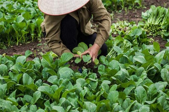 青菜怎么种