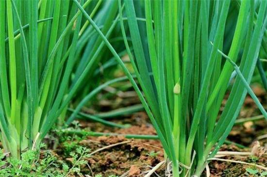 小香葱怎样种才粗壮