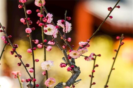 腊梅怎么修剪多开花(图解)，三步修剪使其花多