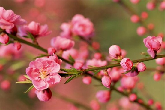 腊梅怎么修剪多开花(图解)，三步修剪使其花多