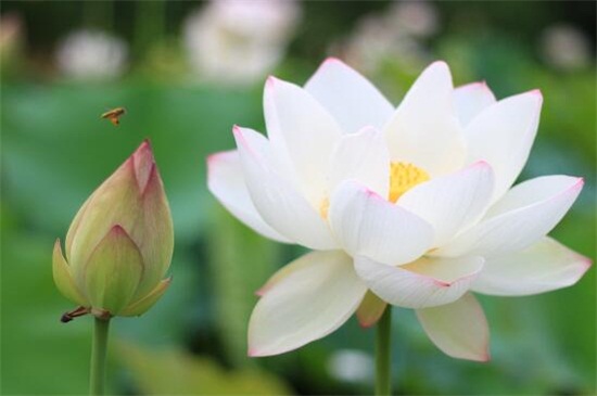 世界上最干净的花花语