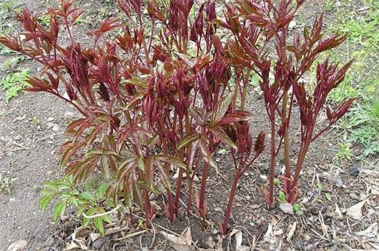 芍药根最佳种植时间