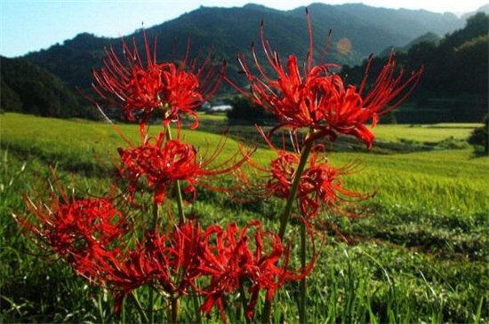 彼岸花怎样种植方法