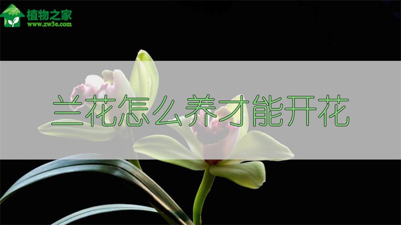 兰花怎么养才能开花