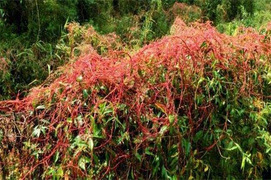 十大吃人植物