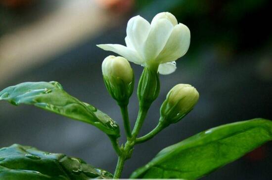 茉莉花的养殖方法