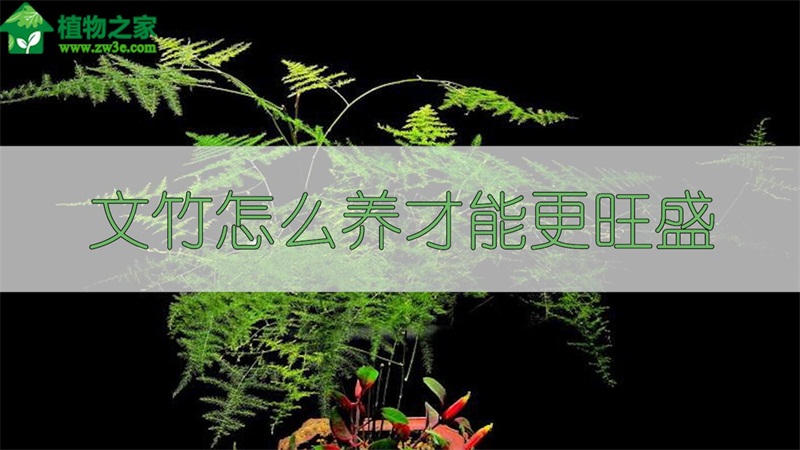 文竹怎么养才能更旺盛